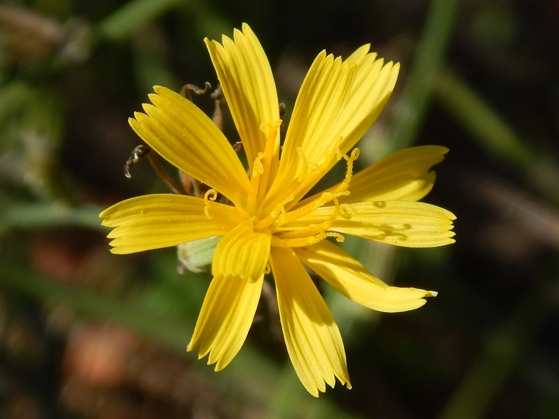 Chondrilla juncea